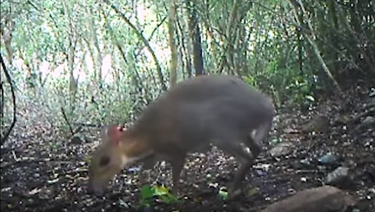 VIDEO Snimljen miš-jelen za kojeg se mislilo da je izumro prije 30 godina